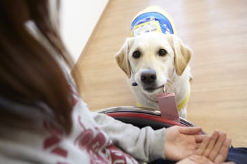 ご契約募金 介助犬育成 普及支援 株式会社ウィル