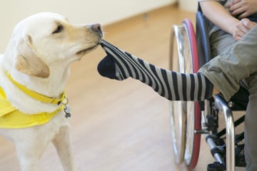 ご契約募金 介助犬育成 普及支援 株式会社ウィル