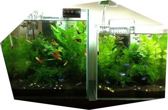 aquariumspace